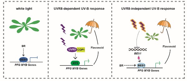 科學家揭示植物平衡生長和抗紫外脅迫的新機制 1.jpg