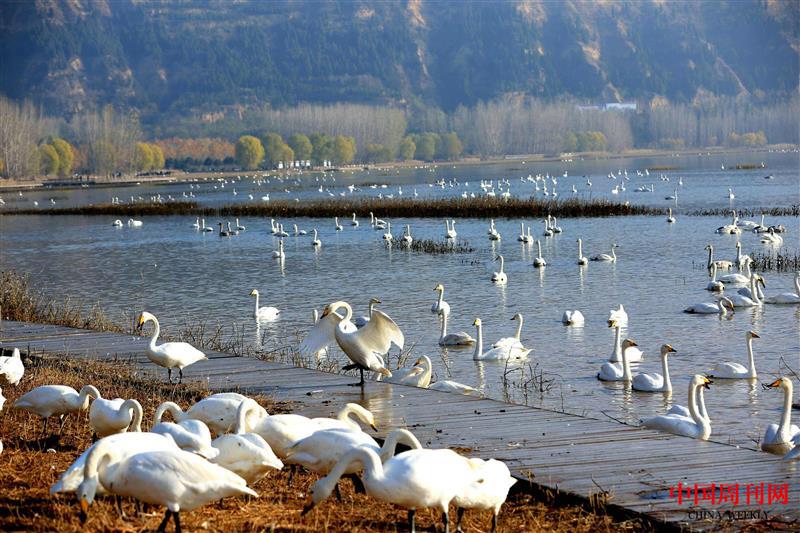 三門峽天鵝湖之秋.jpg 三門峽天鵝湖之秋.jpg