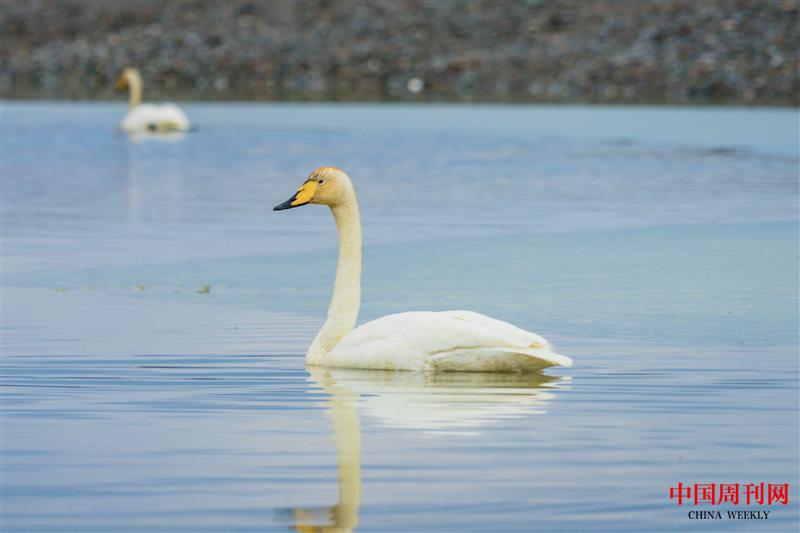 攝圖網_500709854_三門峽白天鵝 丑小鴨 小黑天鵝 水中天鵝(企業商用).jpg 攝圖網_500709854_三門峽白天鵝 丑小鴨 小黑天鵝 水中天鵝(企業商用).jpg