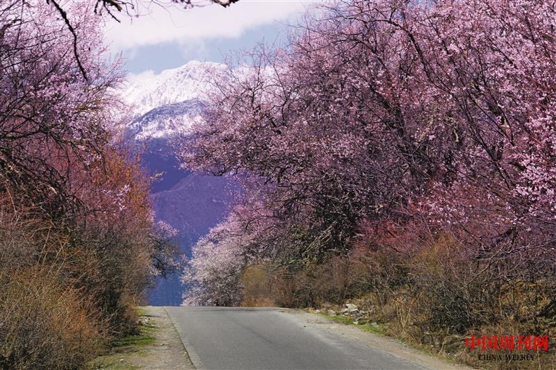 攝圖網(wǎng)_500828826_西藏林芝桃花公路(企業(yè)商用).jpg 攝圖網(wǎng)_500828826_西藏林芝桃花公路(企業(yè)商用).jpg