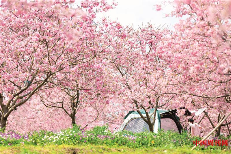 攝圖網_507697021_春天春游踏清櫻花盛開(企業商用).jpg 攝圖網_507697021_春天春游踏清櫻花盛開(企業商用).jpg