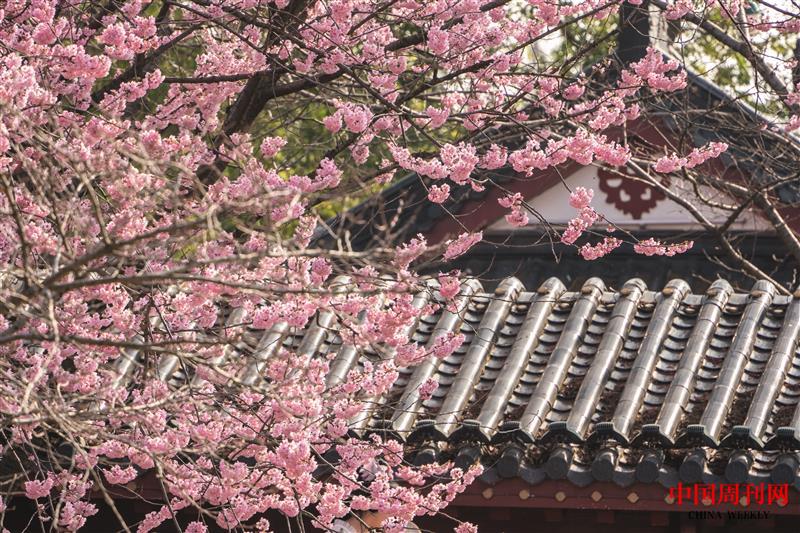 攝圖網_507699427_春天古建筑旁盛開的早櫻(企業商用).jpg 攝圖網_507699427_春天古建筑旁盛開的早櫻(企業商用).jpg