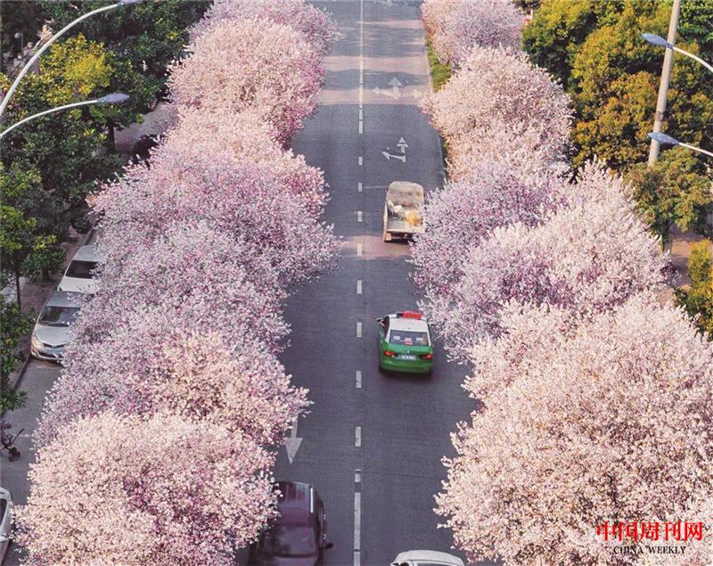 中國櫻花第一城:四川眉山.jpg 中國櫻花第一城:四川眉山.jpg