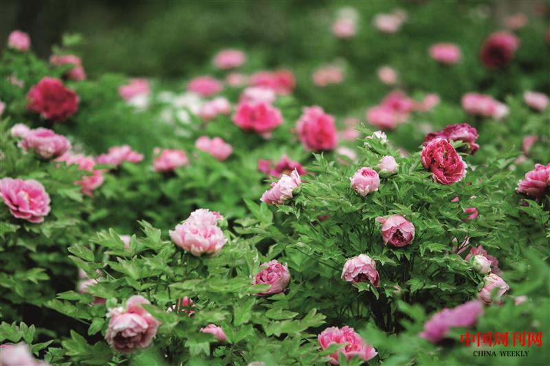 攝圖網_500978687_洛陽牡丹甲天下(企業商用).jpg 攝圖網_500978687_洛陽牡丹甲天下(企業商用).jpg