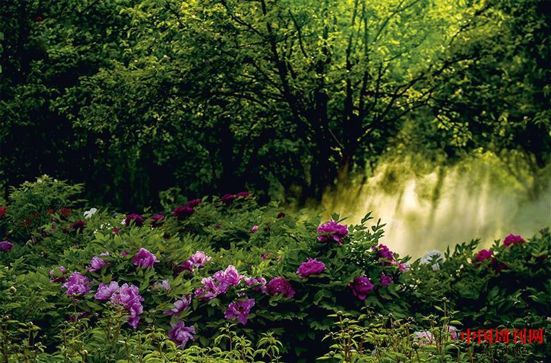 曹州牡丹享譽天下.jpg 曹州牡丹享譽天下.jpg