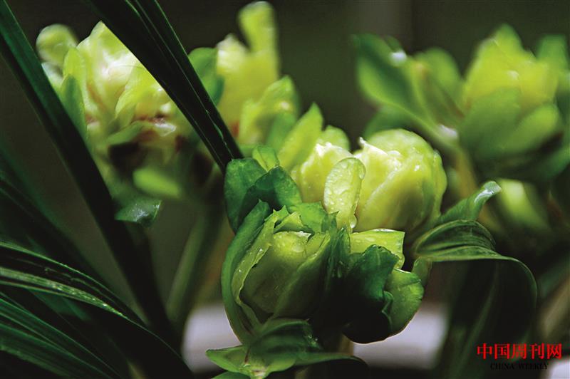 綠牡丹3.jpg 綠牡丹3.jpg