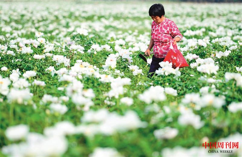 花田.jpg 花田.jpg