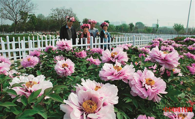 賞牡丹.jpg 賞牡丹.jpg