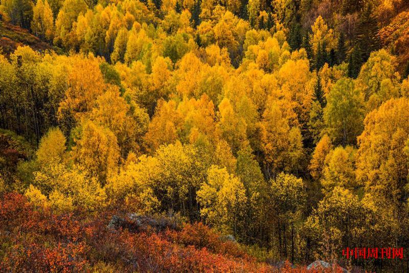 禾木村層林盡染.jpg 禾木村層林盡染.jpg