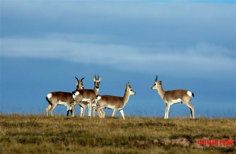可可西里藏羚羊 (13).jpg 可可西里藏羚羊 (13).jpg
