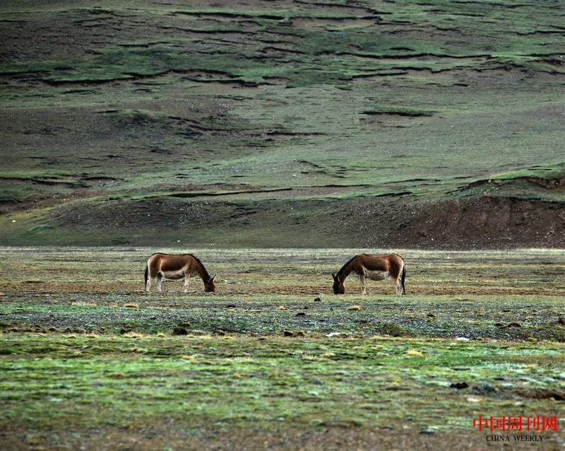 可可西里藏野驢 (2).jpg 可可西里藏野驢 (2).jpg