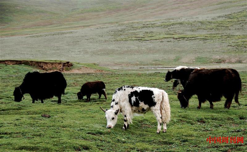 野牦牛.jpg 野牦牛.jpg