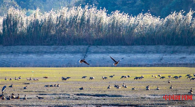 鄱陽湖越冬候鳥.jpg 鄱陽湖越冬候鳥.jpg
