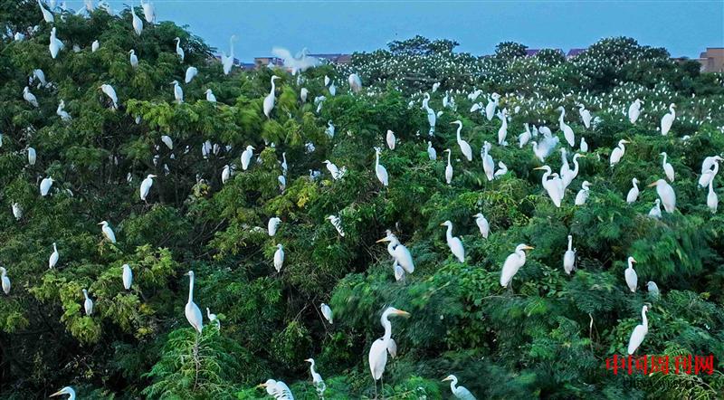 鄱陽湖南磯山候鳥.jpg 鄱陽湖南磯山候鳥.jpg