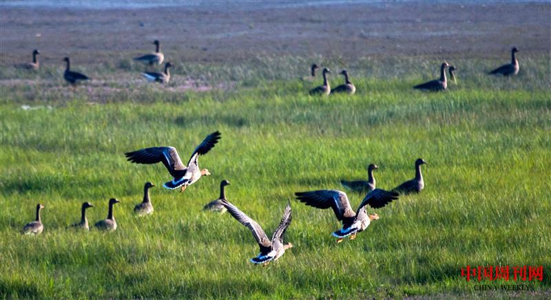 鄱陽湖都昌候鳥保護區內.jpg 鄱陽湖都昌候鳥保護區內.jpg