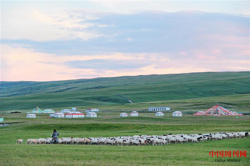 攝圖網_500930935_青海湖湖邊羊群(企業商用).jpg 攝圖網_500930935_青海湖湖邊羊群(企業商用).jpg