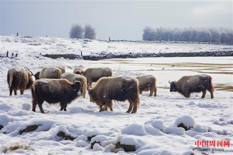 攝圖網_600204442_高原放牧的牦牛(企業商用).jpg 攝圖網_600204442_高原放牧的牦牛(企業商用).jpg