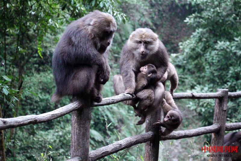 攝圖網_501584304_峨眉山野生呆萌猴子一家(企業商用).jpg 攝圖網_501584304_峨眉山野生呆萌猴子一家(企業商用).jpg