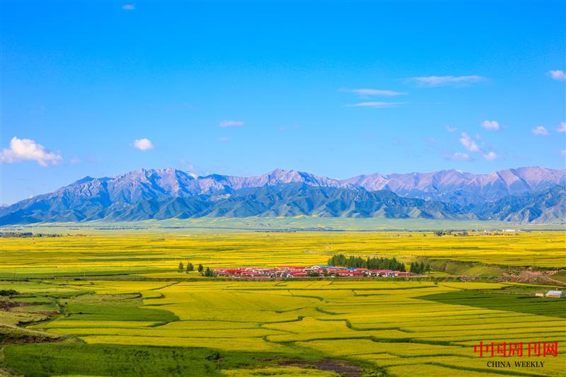 攝圖網(wǎng)_500526061_甘肅張掖油菜花(企業(yè)商用).jpg 攝圖網(wǎng)_500526061_甘肅張掖油菜花(企業(yè)商用).jpg