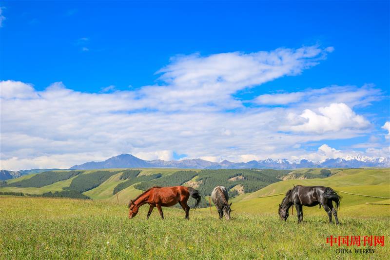 攝圖網(wǎng)_500526035_甘肅張掖康樂草原上的牧馬(企業(yè)商用).jpg 攝圖網(wǎng)_500526035_甘肅張掖康樂草原上的牧馬(企業(yè)商用).jpg