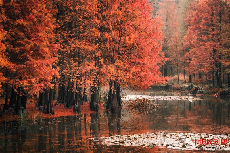 攝圖網(wǎng)_501699814_江蘇南京鐘山風(fēng)景區(qū)秋冬的燕雀湖水杉林(企業(yè)商用).jpg 攝圖網(wǎng)_501699814_江蘇南京鐘山風(fēng)景區(qū)秋冬的燕雀湖水杉林(企業(yè)商用).jpg
